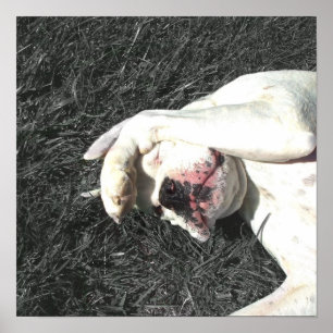 Poster de boxeur blanc