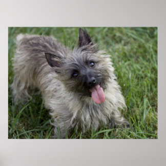 Poster de Brindle Cairn Terrier