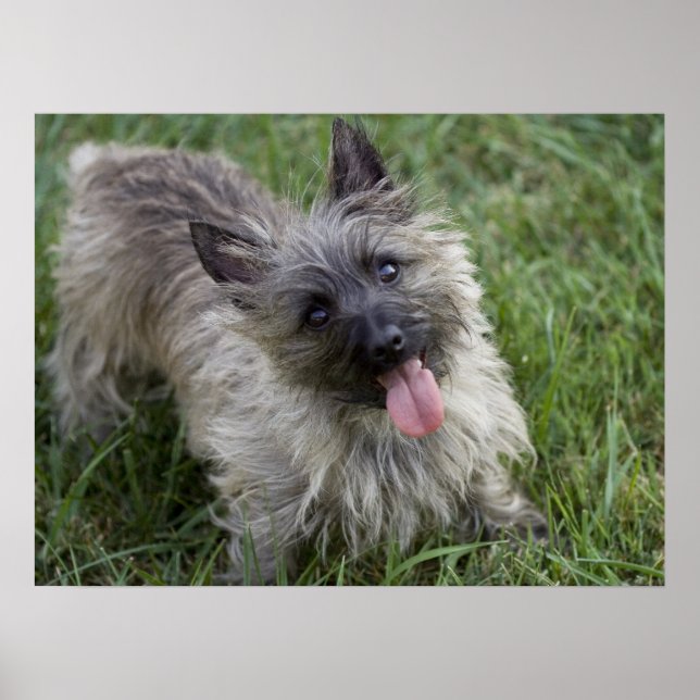 Poster de Brindle Cairn Terrier (Devant)