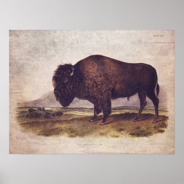 Poster de Buffalo vintage ou papier de découpage (Devant)