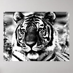 Poster de BW Tiger Imprimer Pop Art Style Tigers P