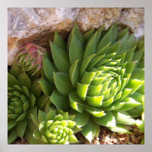 Poster de Cactus (Devant)