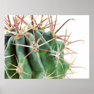 Poster de Cactus