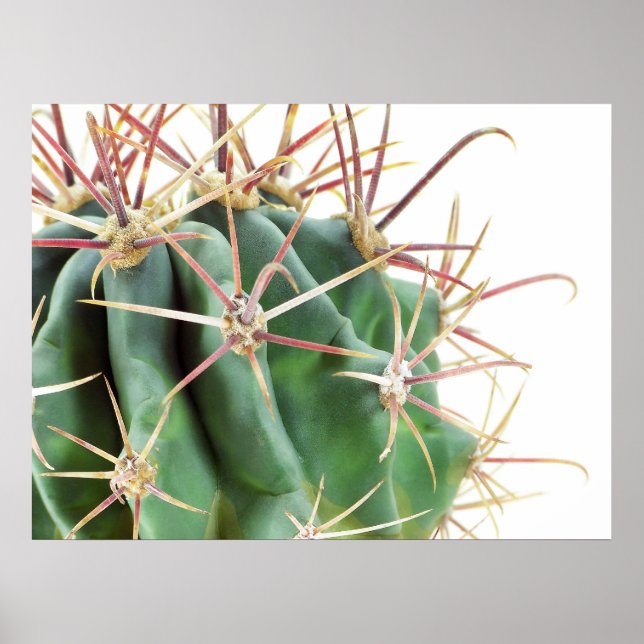 Poster de Cactus (Devant)
