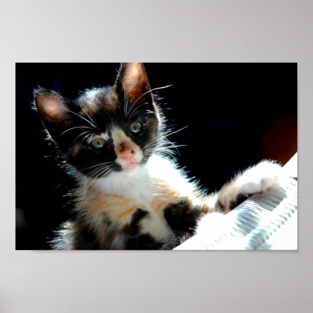 Poster de Calico Kitten (Devant)