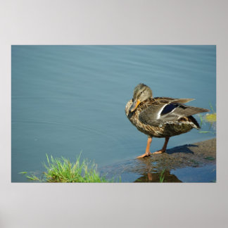 Poster de canard