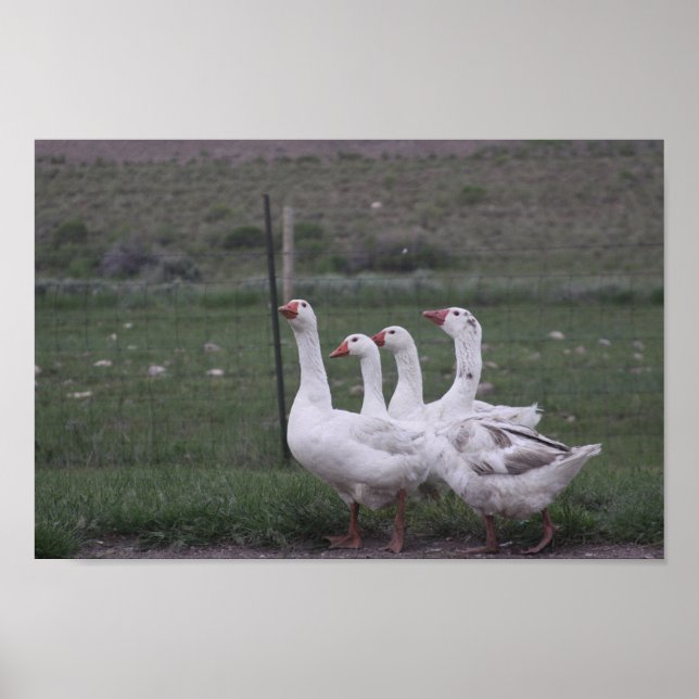 Poster de canard (Devant)