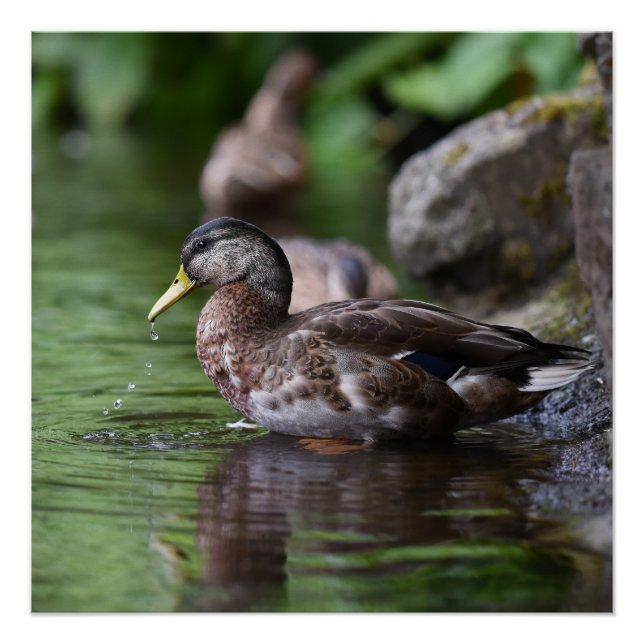 Poster de canard (Devant)