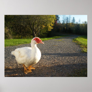 Poster de canard à muscovy mâle