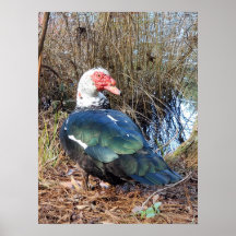 Poster de canard de muscovy