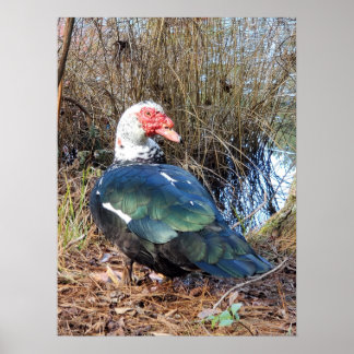 Poster de canard de muscovy