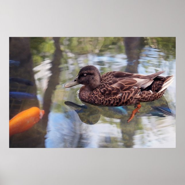Poster de canard et d'étang de poisson (Devant)