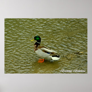Poster de canard sauvage