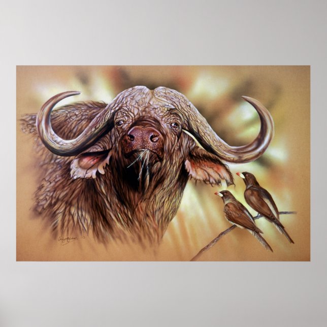 Poster de Cape Buffalo & Oxpeckers (Devant)