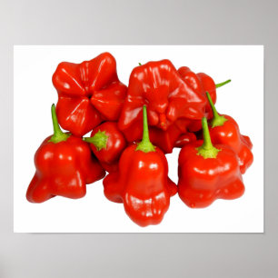 Poster de Capsicum Chinense Chili