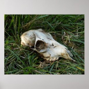 Poster de cerfs