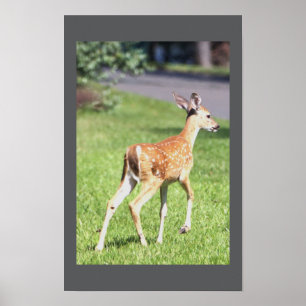 Poster de cerfs