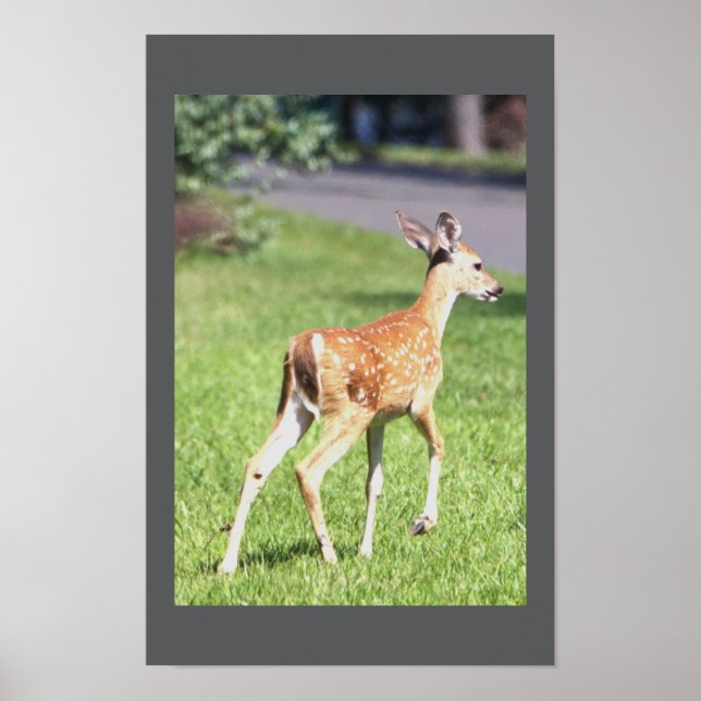 Poster de cerfs (Devant)