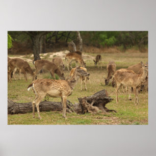 Poster de cerfs aveugles