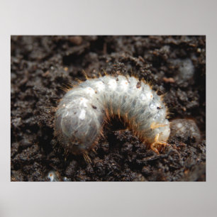Poster de Chafer Larva