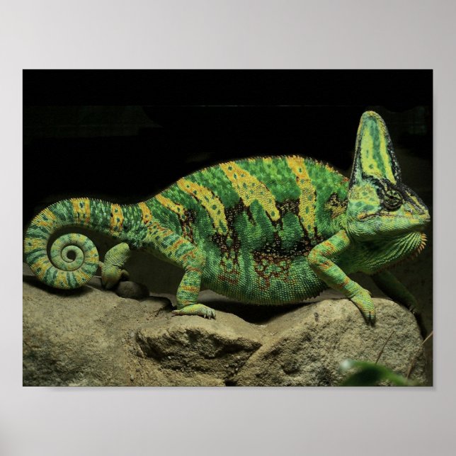 Poster de Chameleon sur le dos (Devant)