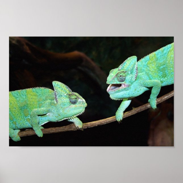 Poster de Chameleons (Devant)