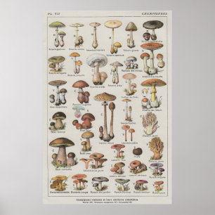 Poster de champignons