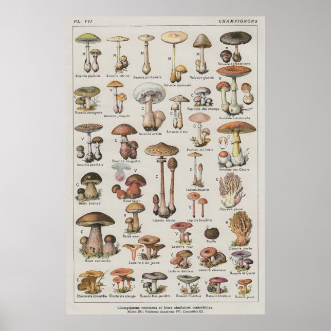 Poster de champignons (Devant)