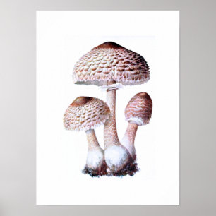 Poster de champignons