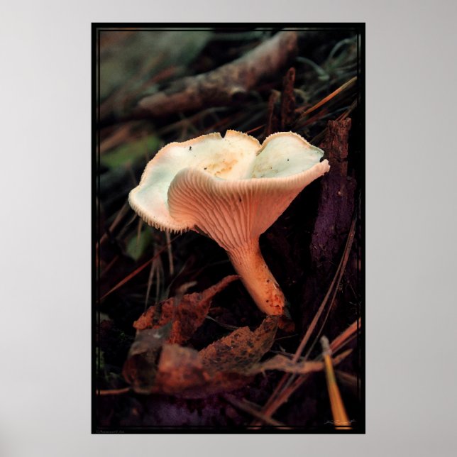 Poster de champignons Essence -40x60 -autres taill (Devant)