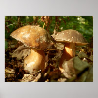 Poster de champignons Penny Bun