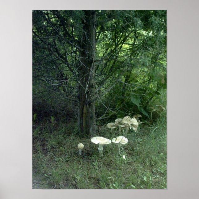 Poster de champignons pour chat (Devant)