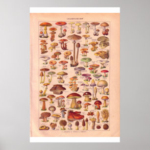 Poster de champignons vintages 1920
