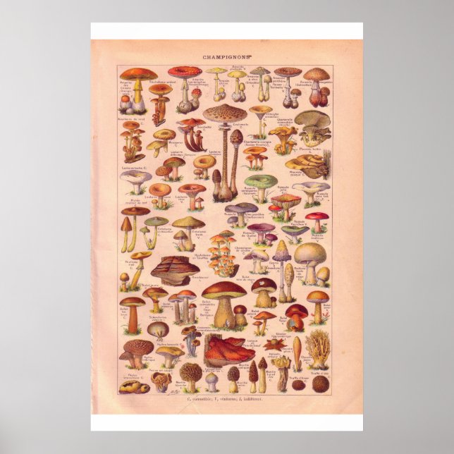 Poster de champignons vintages 1920 (Devant)