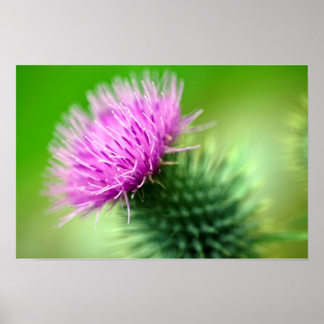 Poster de chardon pourpre (Devant)