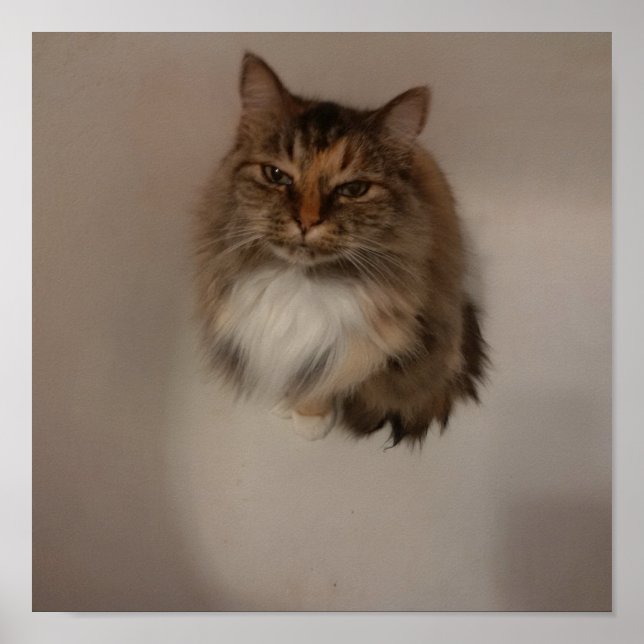 Poster de chat (Devant)