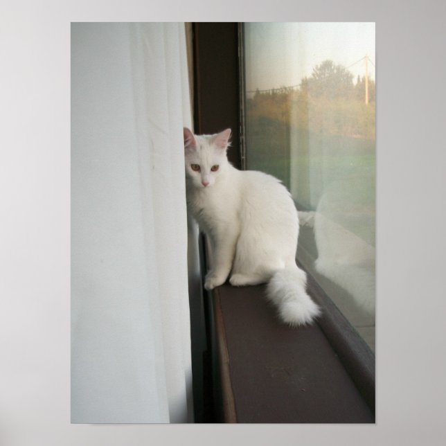 Poster de chat blanc (Devant)