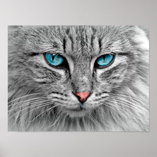 Poster de chat Blue Eyed (Devant)