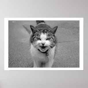 Poster de chat Crabby