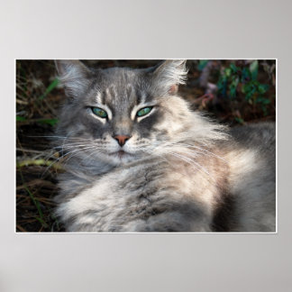 Poster de chat de chat de Maine vert gris