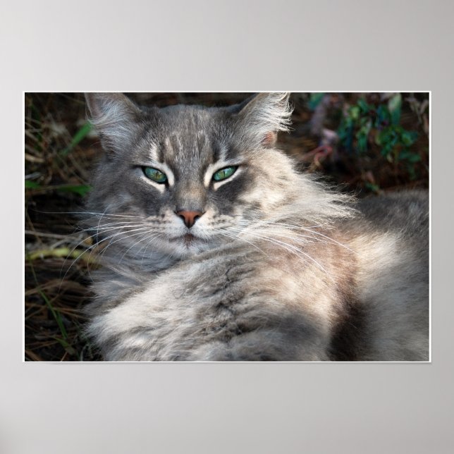 Poster de chat de chat de Maine vert gris (Devant)