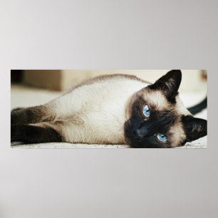Poster de chat de Siamese