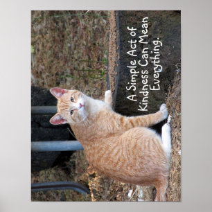Poster de chat de tabby orange