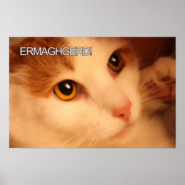 Poster de chat Ermahgerd Cute Orange (Devant)