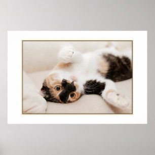 Poster de chat joueuse