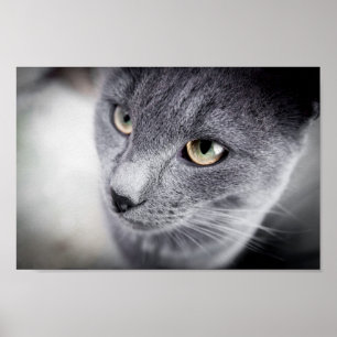 Poster de chat mignon