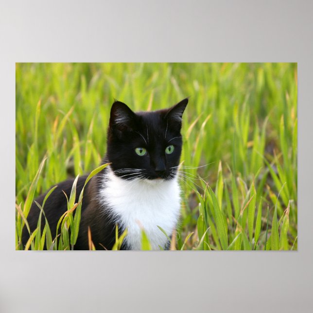Poster de chat noir et blanc (Devant)