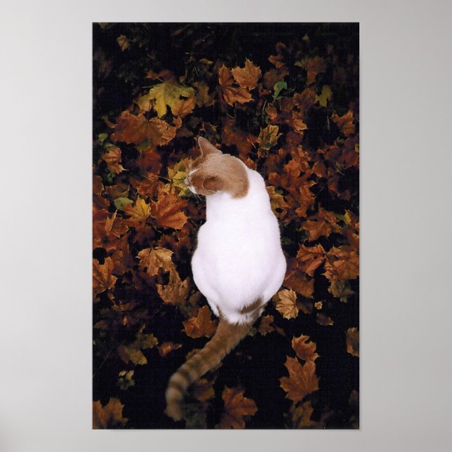 Poster de chat pour animaux de compagnie (Devant)