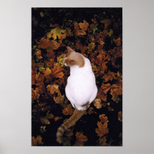 Poster de chat pour animaux familiers