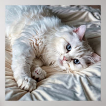 Poster de chat Ragdoll blanc